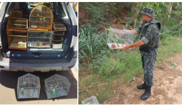 Em Lucélia homem é multado em R$ 6 mil pela PM Ambiental por manter em cativerio 12 aves silvestres