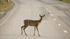 Motociclista que colidiu com animal em rodovia será indenizado pela concessionária