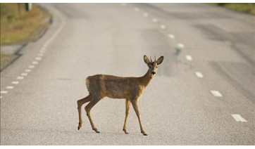 Motociclista que colidiu com animal em rodovia será indenizado pela concessionária