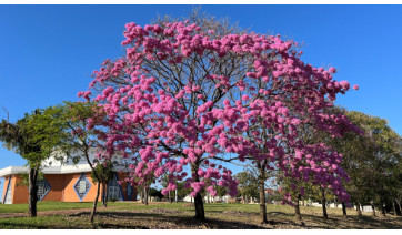 Primavera começa neste domingo (22): confira a previsão para a estação