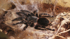 Picadas de aranhas são segunda causa de envenenamento no país