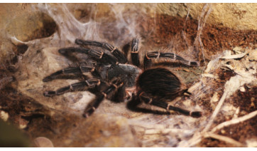 Picadas de aranhas são segunda causa de envenenamento no país