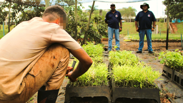 Reeducandos aprendem manejo do cultivo de mudas na Penitenci?ria de Marab? Paulista (SAP/Croeste).