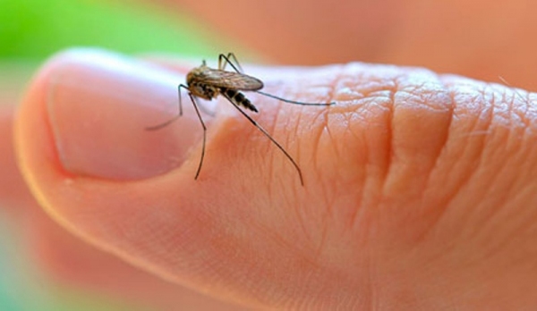 Medida autoriza ações emergenciais de combate ao mosquito Aedes Aegypti, transmissor da dengue, zika vírus e chikungunya (Imagem: Ilustração).