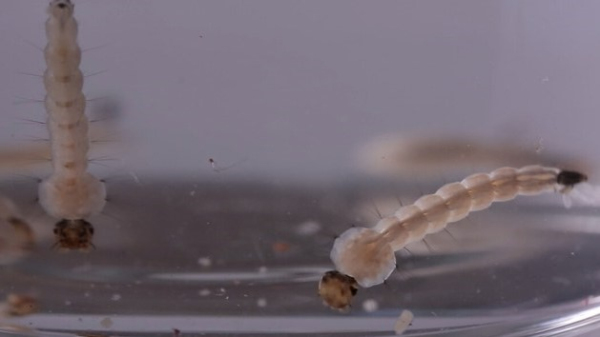 Larva de Aedes aegypti (Imagem: Josue Damacena/IOC-Fiocruz).