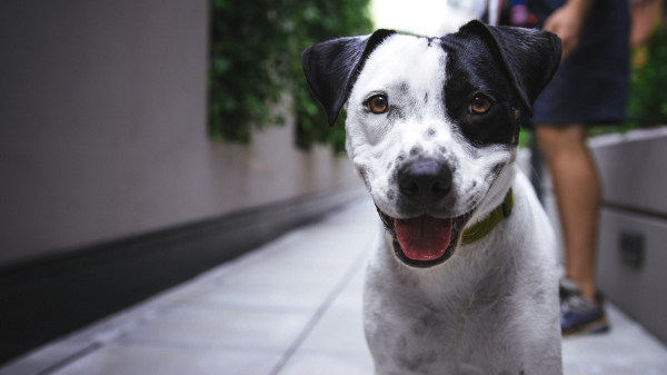 Lei reconhece animais domesticos como seres sencientes (Pexels).