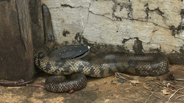 Cobra se alojou rente ao muro no patio da empresa (Cedida: Caio Perin).