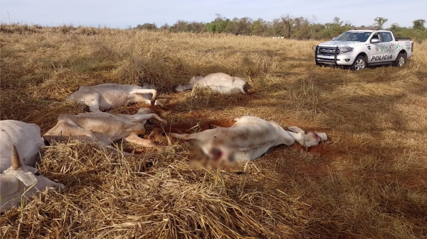 Gado encontrado agonizando na propriedade rural (Cedida/PM Ambiental).