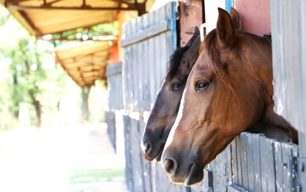 Com a medida criador ganha mais facilidade no transporte de cavalos (Foto: Secretaria de Agricultura e Abastecimento/Divulgacao).