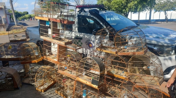 Polícia Militar Ambiental encontrou 37 pássaros com criador (Divulgação/PM Ambiental).